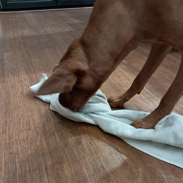 Hundebeschäftigung - praktischer Tipp für schlechtes Wetter
