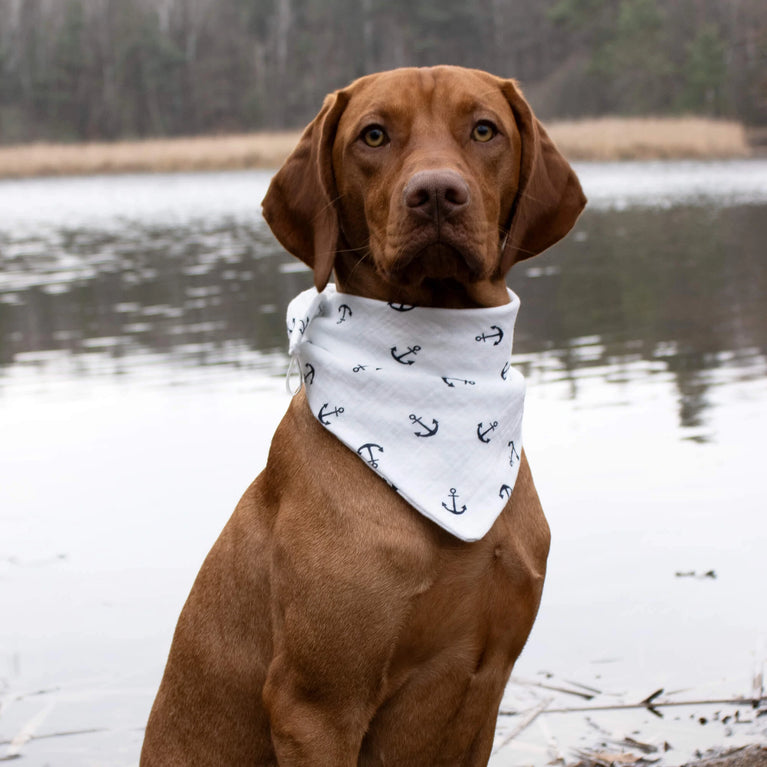 Kapitän Flausch Buddy-Set – 2 Hundehalstücher im maritimen Ankerdesign