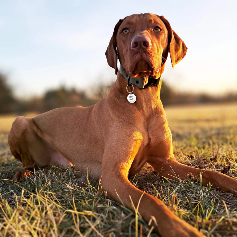 Personalisierte Hundemarke Rund mit Lasergravur 'Silber' Glanz (Edelstahl)