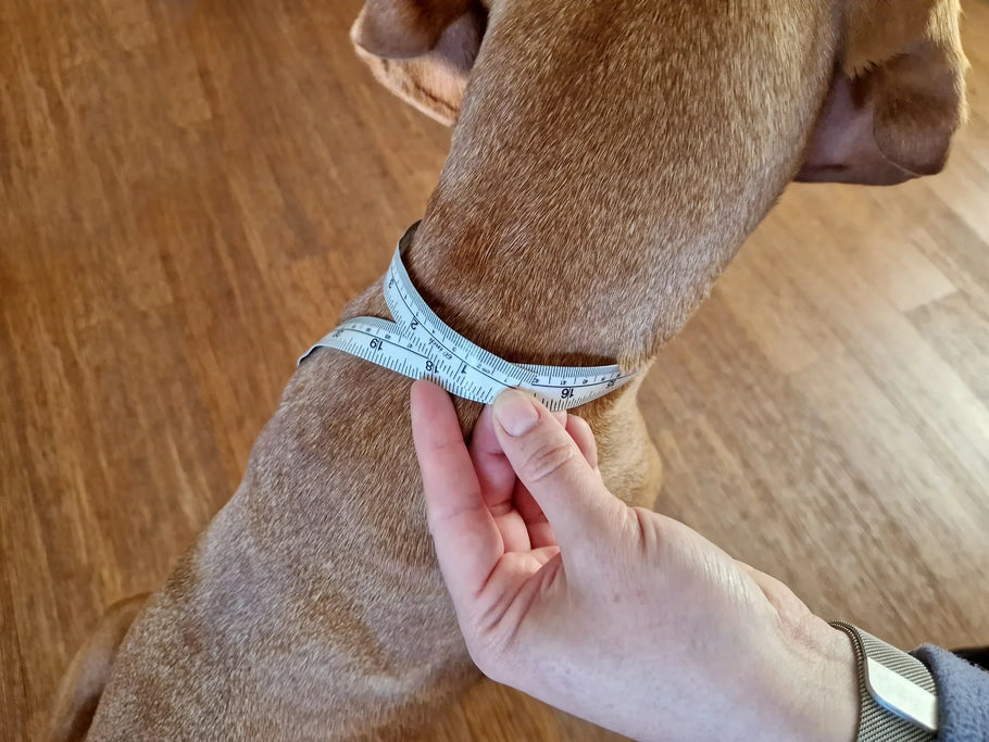 Hundehals richtig messen – so sitzt das FELLSOCKE-Halsband perfekt